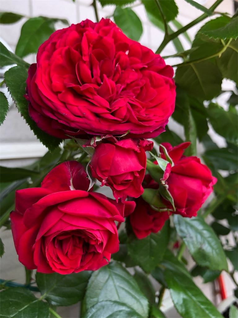 f:id:tef_rose:20190522031427j:image