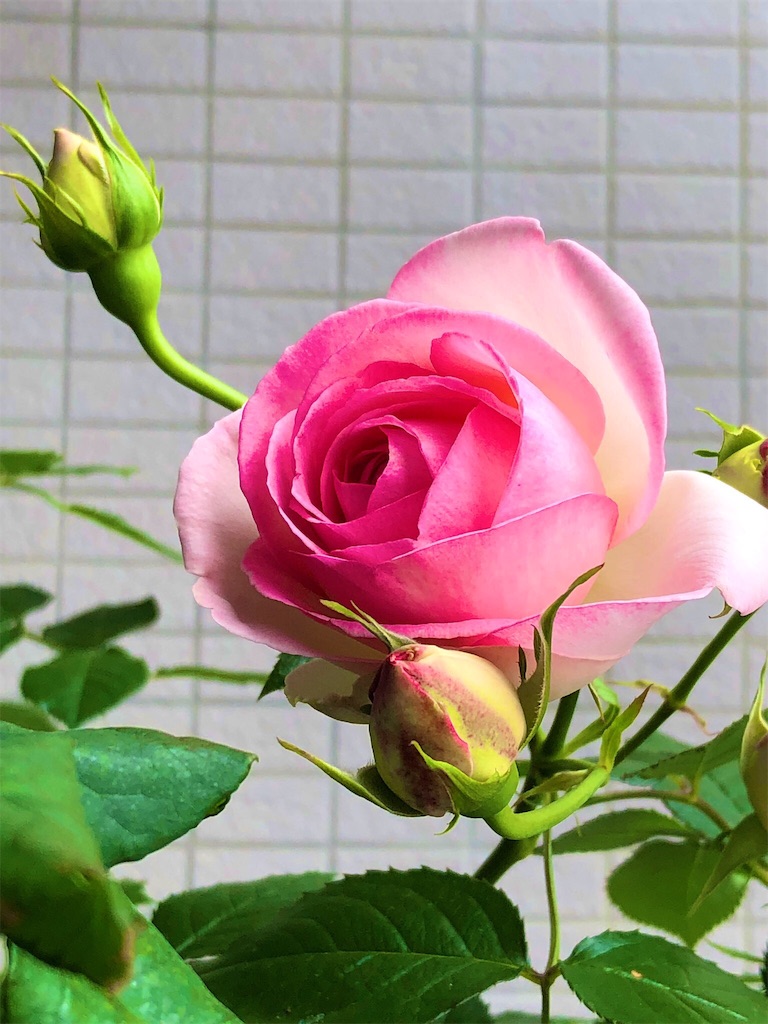 f:id:tef_rose:20190522031514j:image