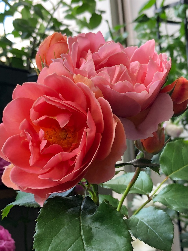 f:id:tef_rose:20190522031559j:image