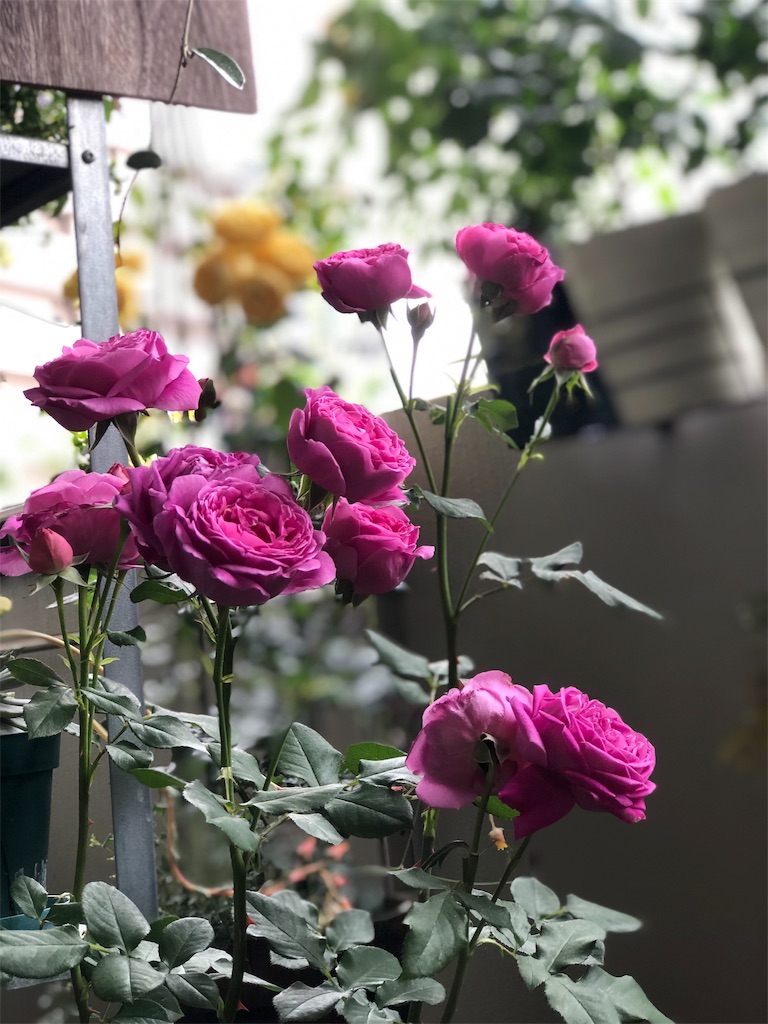 f:id:tef_rose:20190522031956j:image