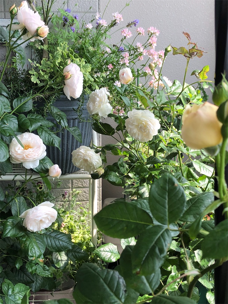 f:id:tef_rose:20190522032107j:image