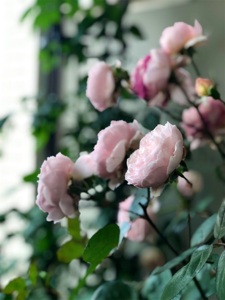 f:id:tef_rose:20190522032236j:image