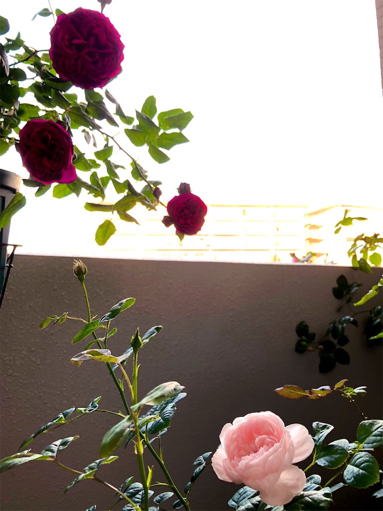 f:id:tef_rose:20190522033209j:image