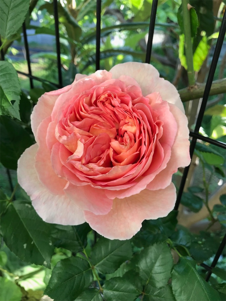 f:id:tef_rose:20190522034232j:image