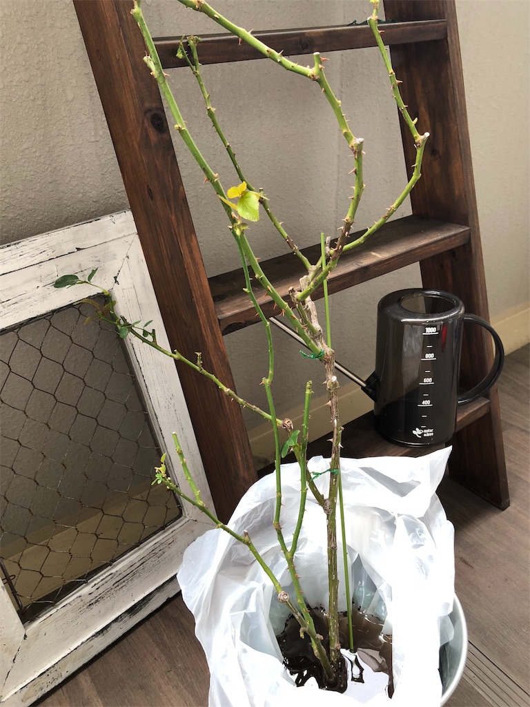 f:id:tef_rose:20190523154220j:image