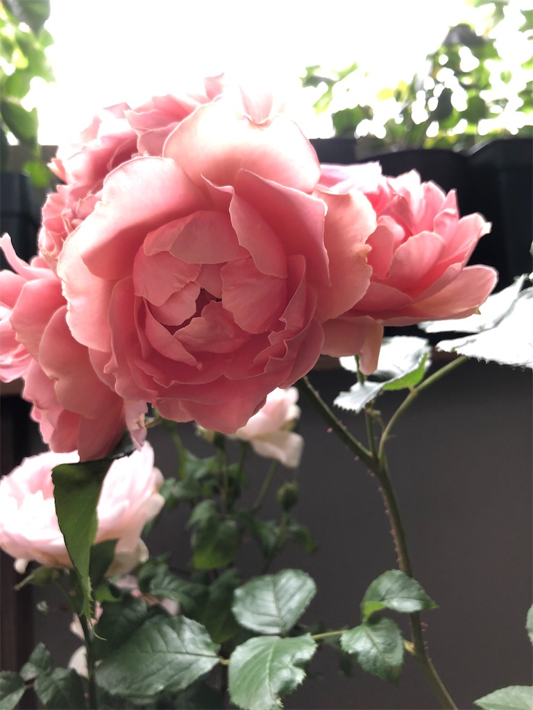 f:id:tef_rose:20190523154331j:image