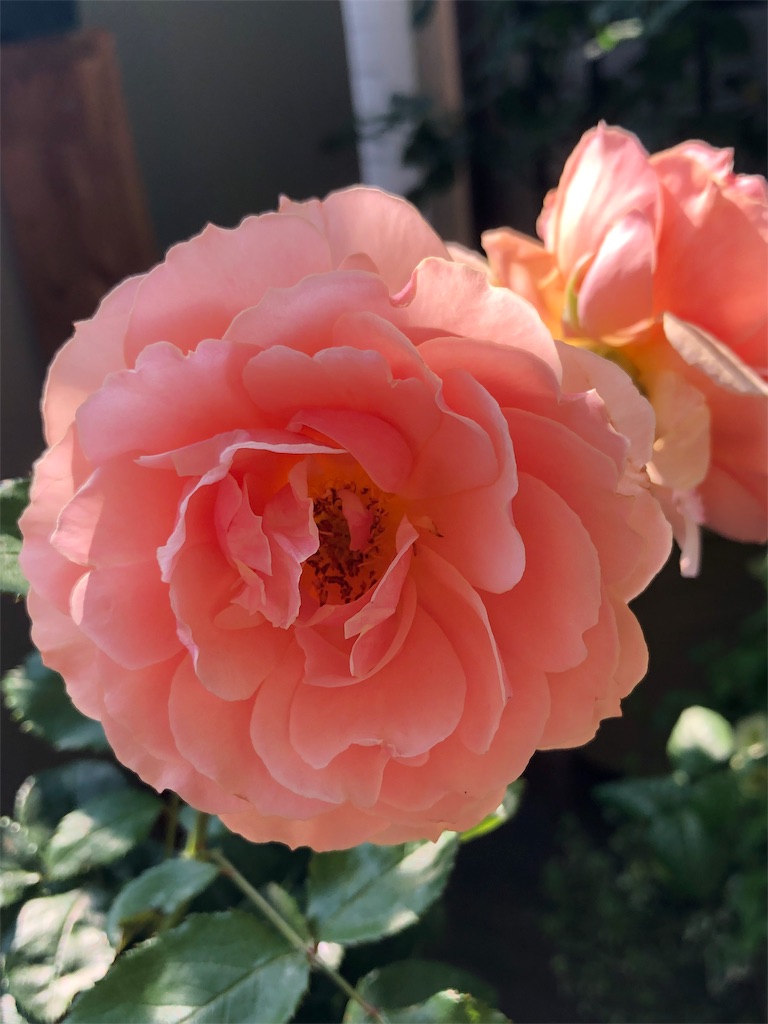 f:id:tef_rose:20190523160115j:image