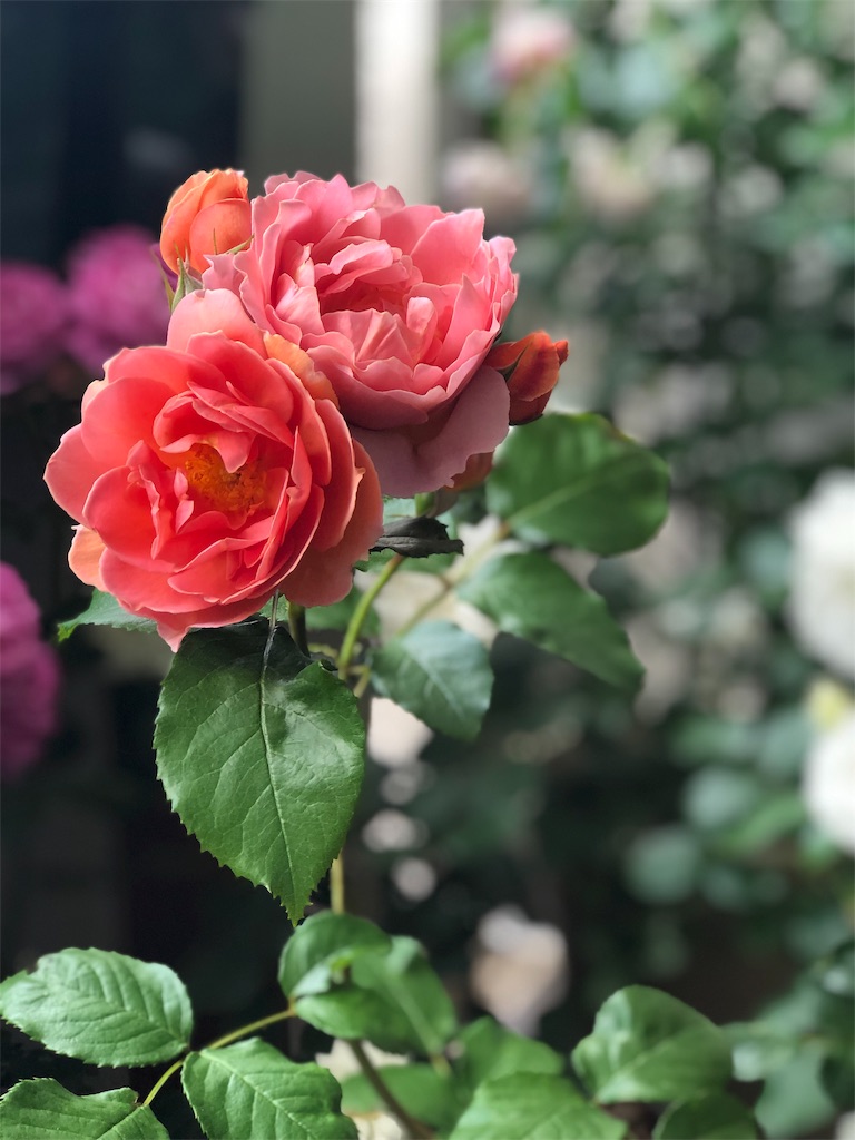 f:id:tef_rose:20190523163757j:image