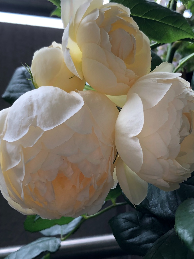 f:id:tef_rose:20190523232238j:image f:id:tef_rose:20190523232238j:image