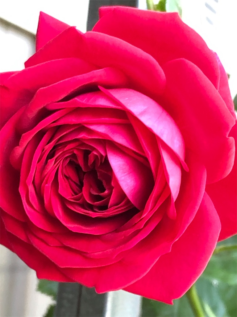 f:id:tef_rose:20190523232243j:image f:id:tef_rose:20190523232243j:image