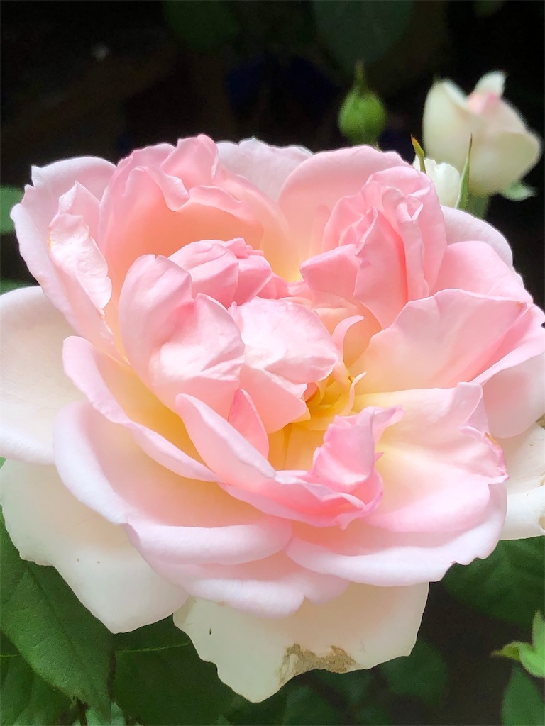 f:id:tef_rose:20190523232246j:image f:id:tef_rose:20190523232246j:image