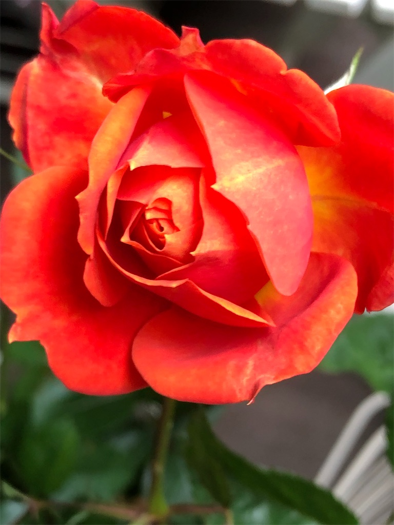 f:id:tef_rose:20190523232257j:image f:id:tef_rose:20190523232257j:image