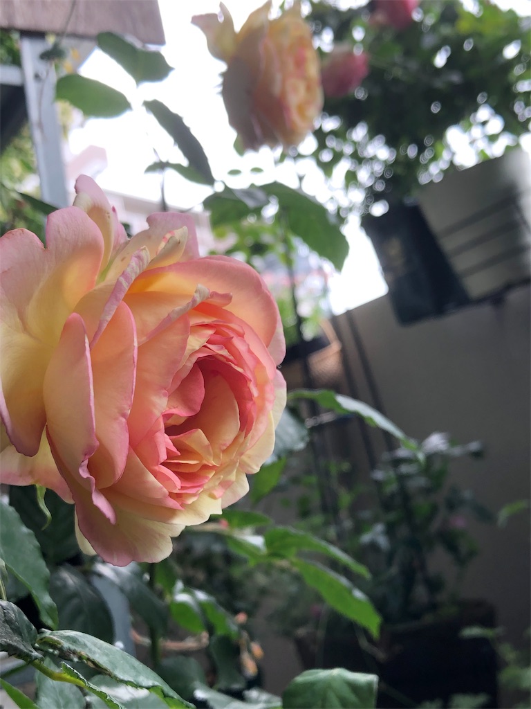 f:id:tef_rose:20190523232413j:image f:id:tef_rose:20190523232413j:image