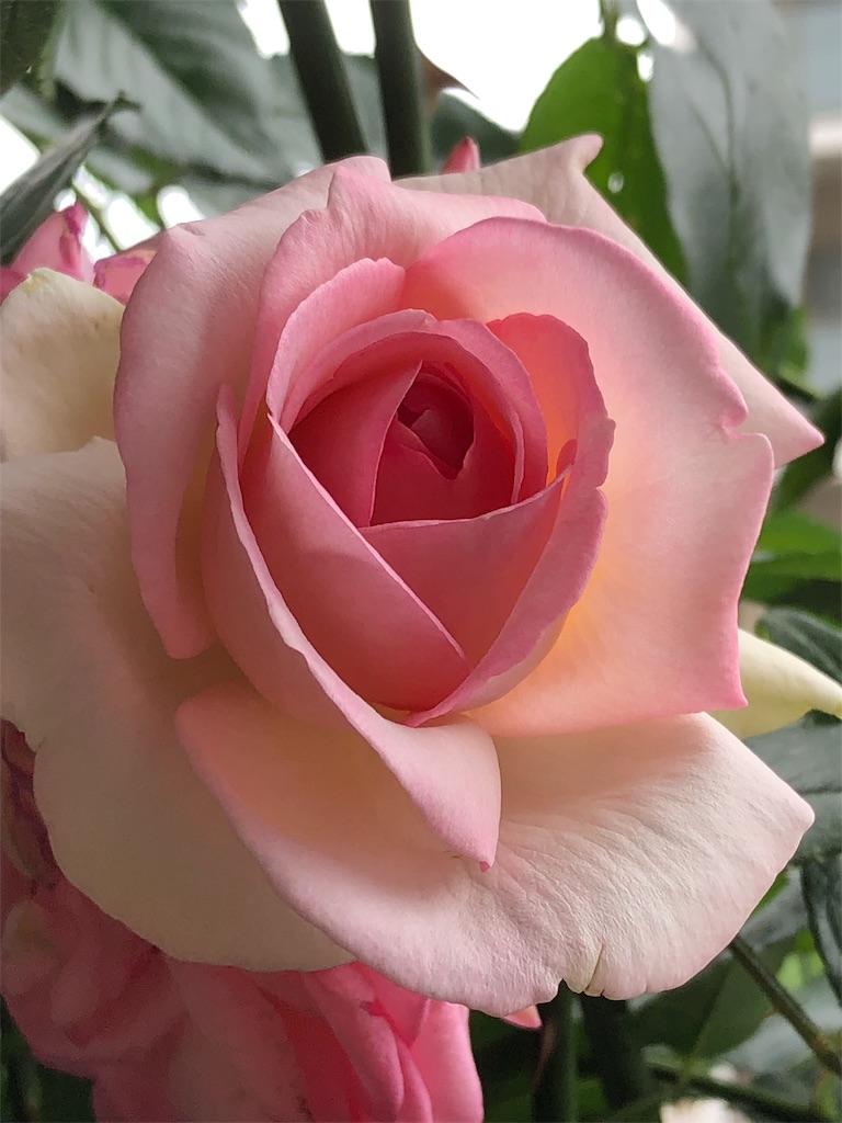 f:id:tef_rose:20190523232452j:image f:id:tef_rose:20190523232452j:image