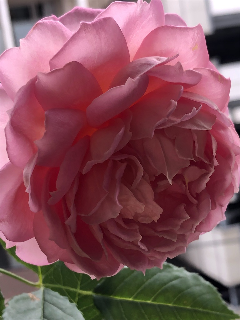 f:id:tef_rose:20190523232457j:image f:id:tef_rose:20190523232457j:image