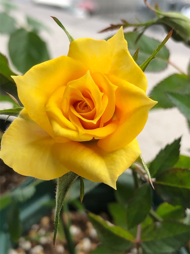 f:id:tef_rose:20190523232504j:image f:id:tef_rose:20190523232504j:image