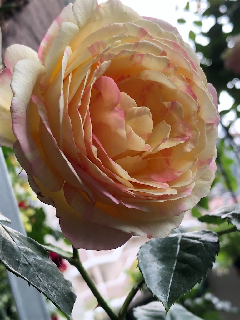 f:id:tef_rose:20190523233655j:image f:id:tef_rose:20190523233655j:image