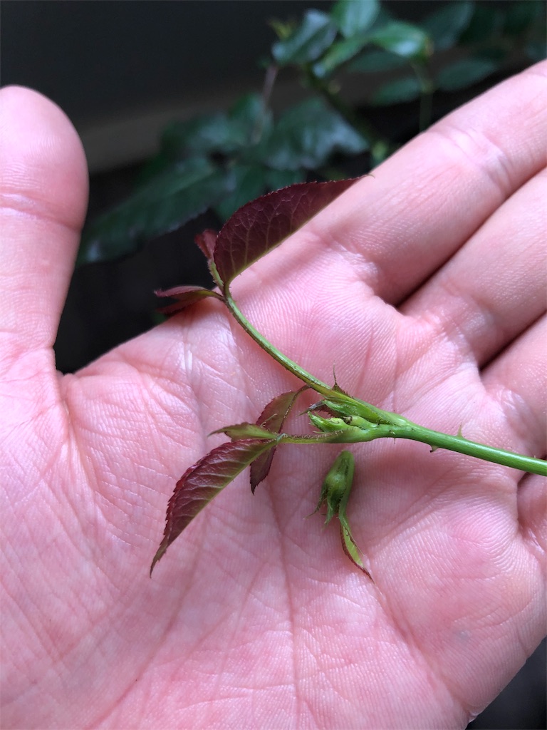 f:id:tef_rose:20190524025055j:image f:id:tef_rose:20190524025055j:image