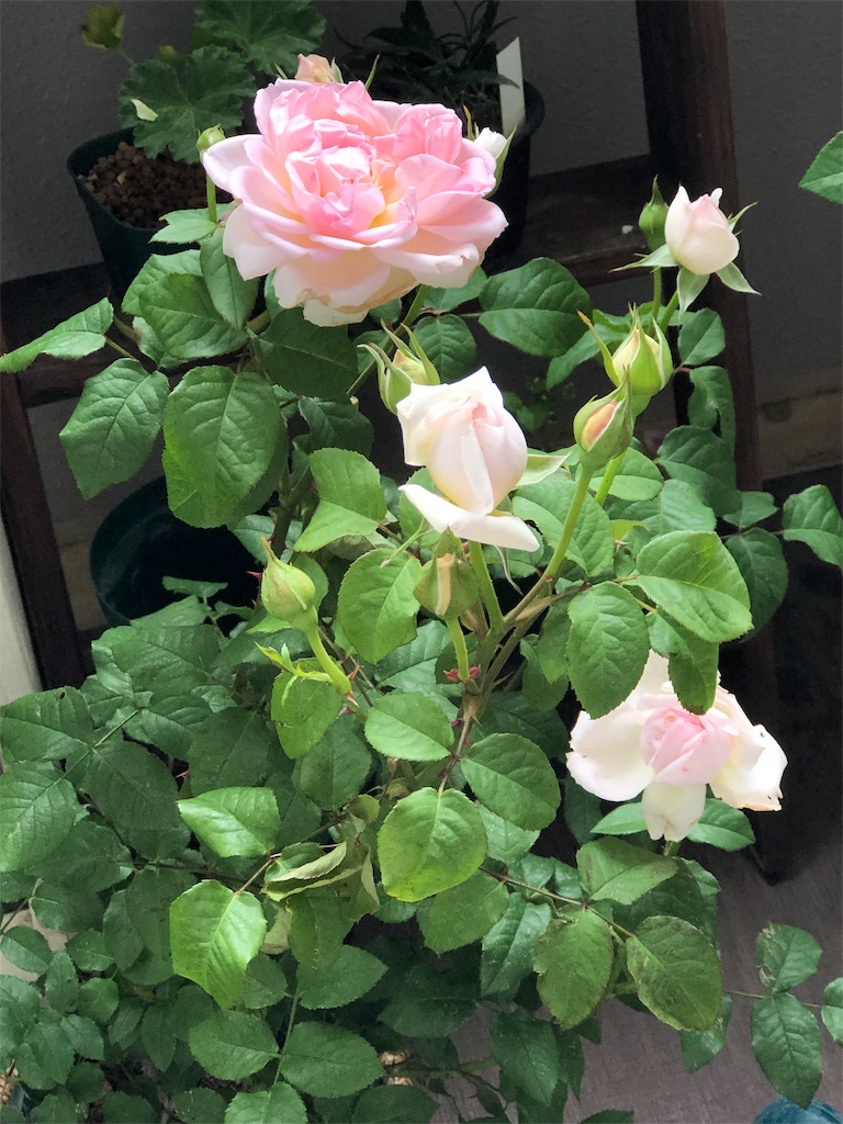 f:id:tef_rose:20190524025103j:image f:id:tef_rose:20190524025103j:image