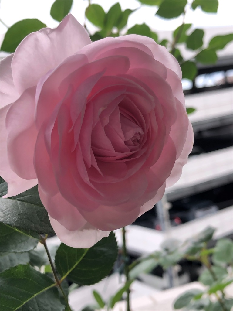 f:id:tef_rose:20190524025123j:image f:id:tef_rose:20190524025123j:image