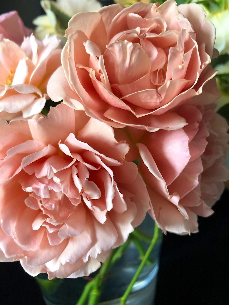 f:id:tef_rose:20190527163157j:image f:id:tef_rose:20190527163157j:image