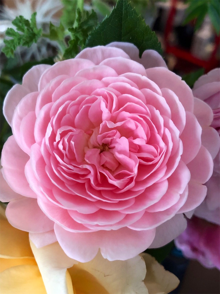 f:id:tef_rose:20190527163224j:image f:id:tef_rose:20190527163224j:image