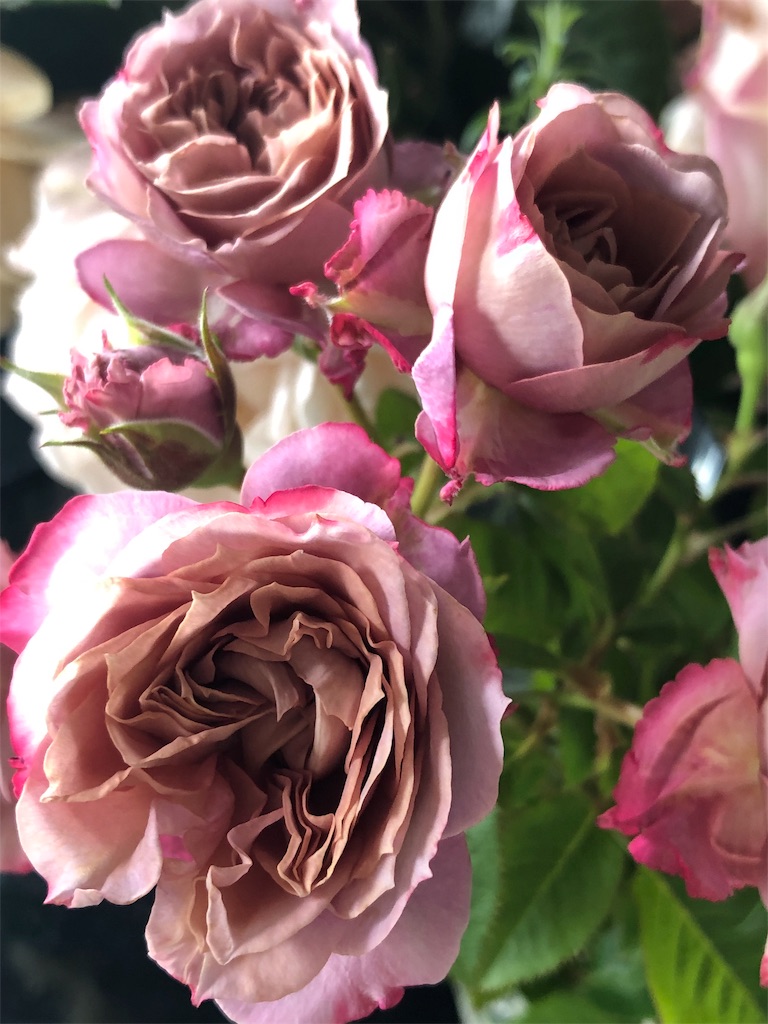 f:id:tef_rose:20190527163915j:image f:id:tef_rose:20190527163915j:image