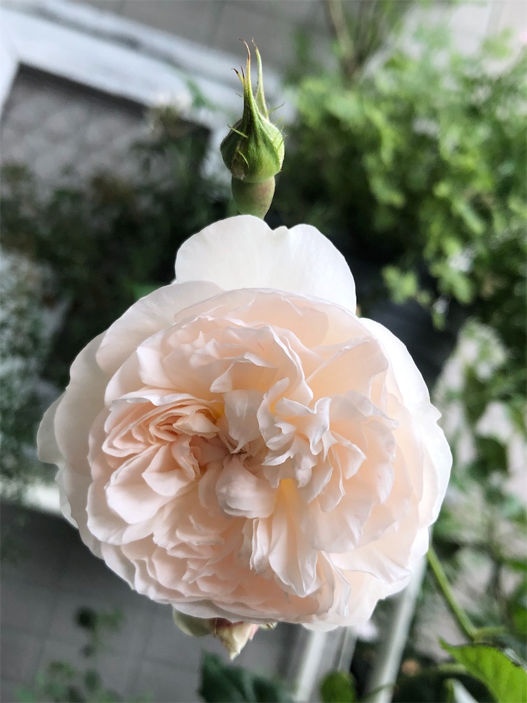 f:id:tef_rose:20190527164952j:image f:id:tef_rose:20190527164952j:image