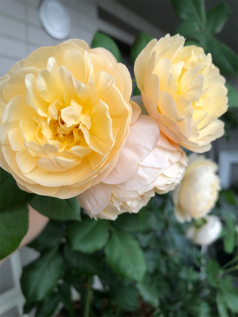 f:id:tef_rose:20190527165004j:image f:id:tef_rose:20190527165004j:image