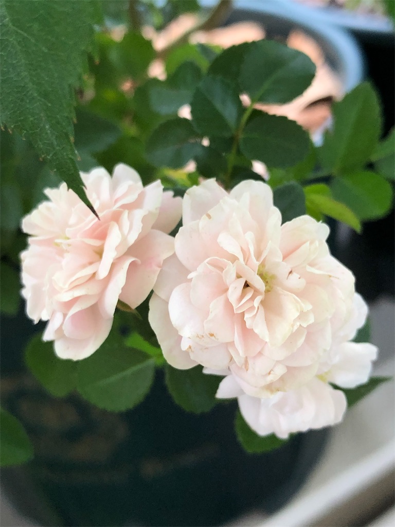 f:id:tef_rose:20190527165039j:image f:id:tef_rose:20190527165039j:image