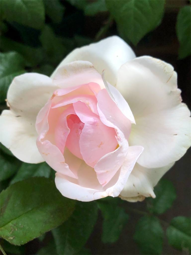f:id:tef_rose:20190528022429j:image