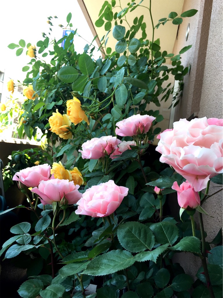 f:id:tef_rose:20190530012439j:image