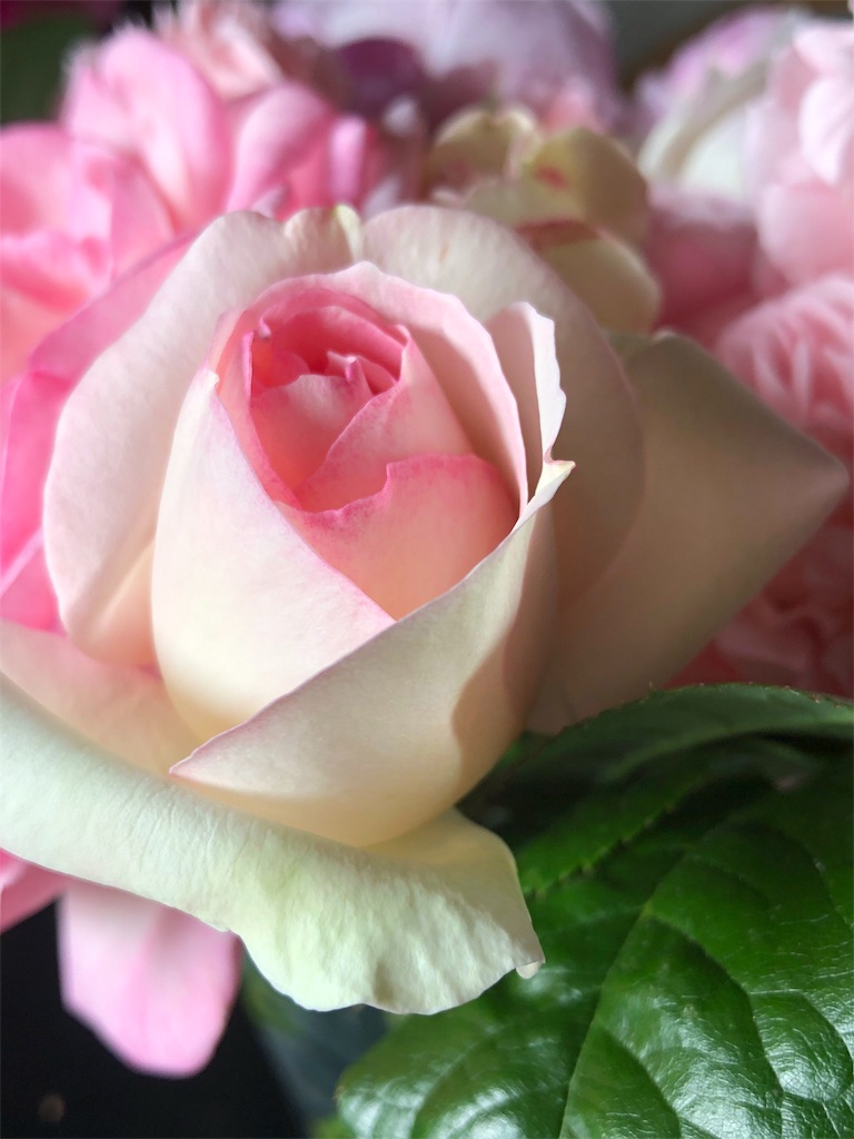 f:id:tef_rose:20190530012813j:image