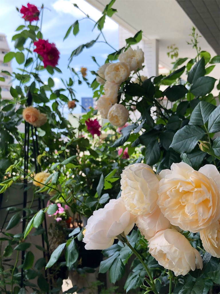 f:id:tef_rose:20190530012827j:image
