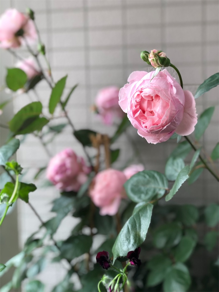 f:id:tef_rose:20190602232537j:image