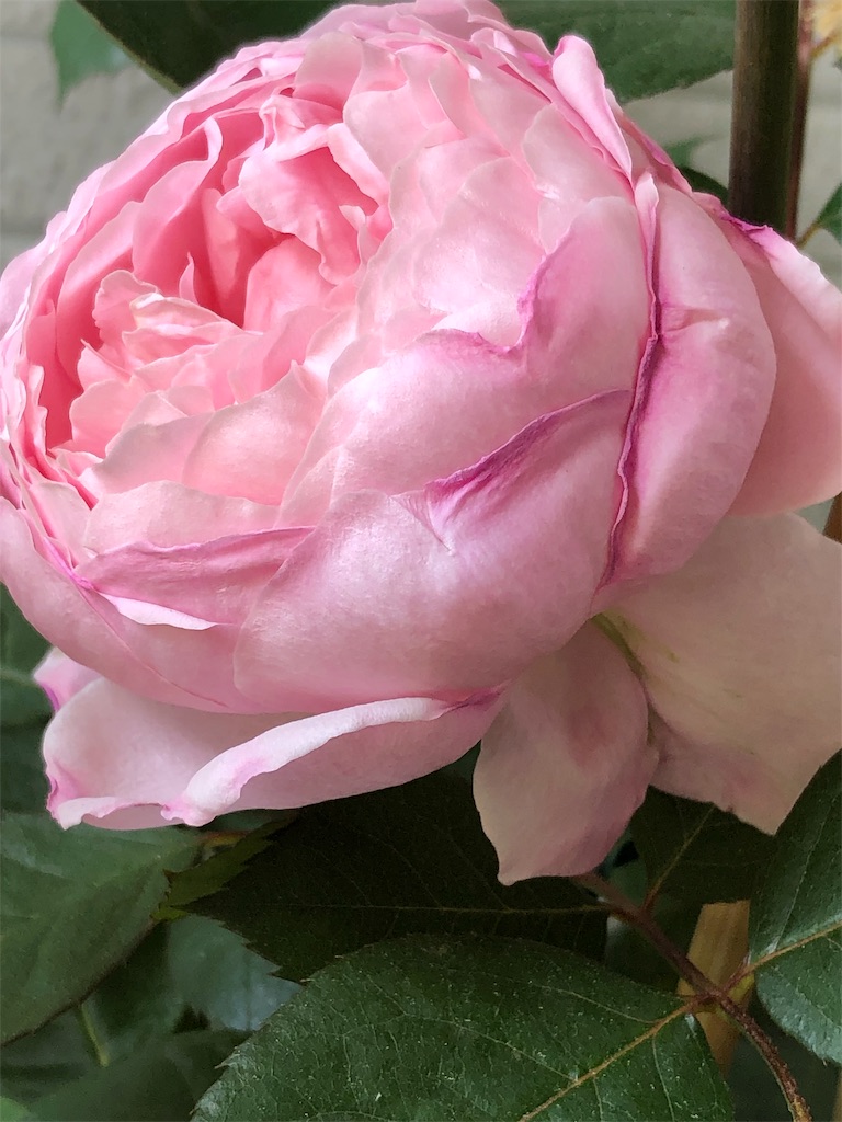 f:id:tef_rose:20190602232725j:image