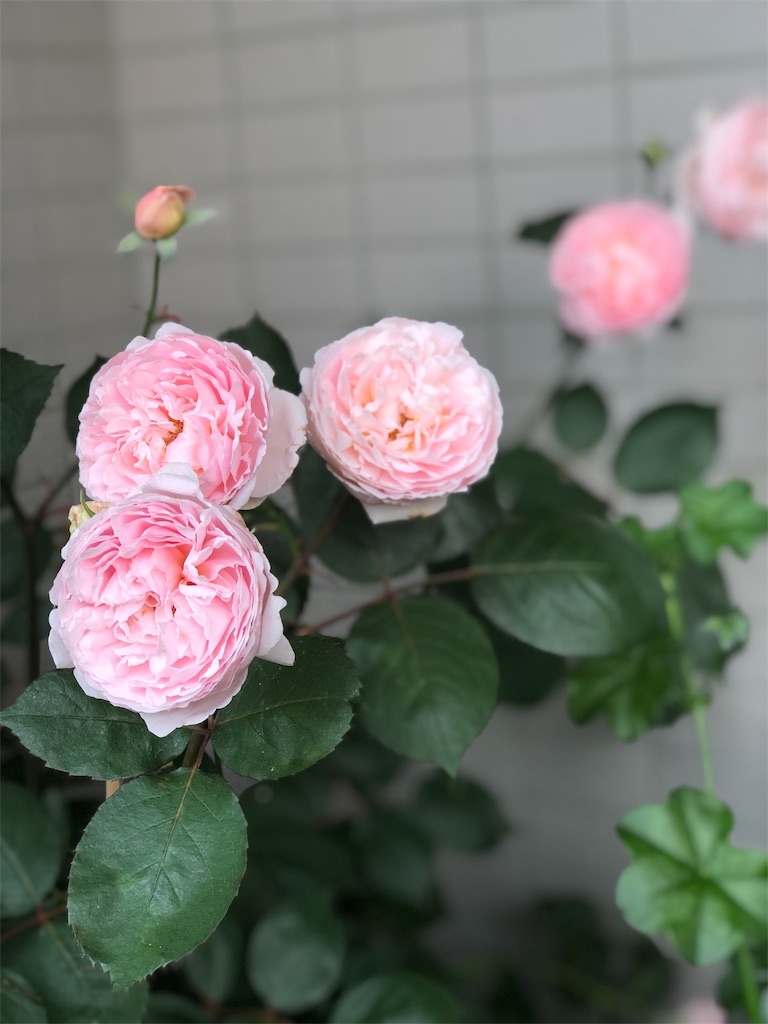 f:id:tef_rose:20190602232728j:image