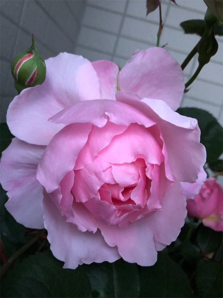 f:id:tef_rose:20190602232745j:image