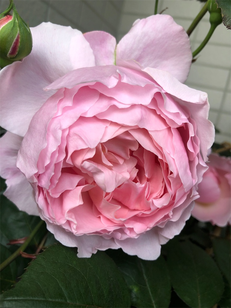 f:id:tef_rose:20190602232751j:image