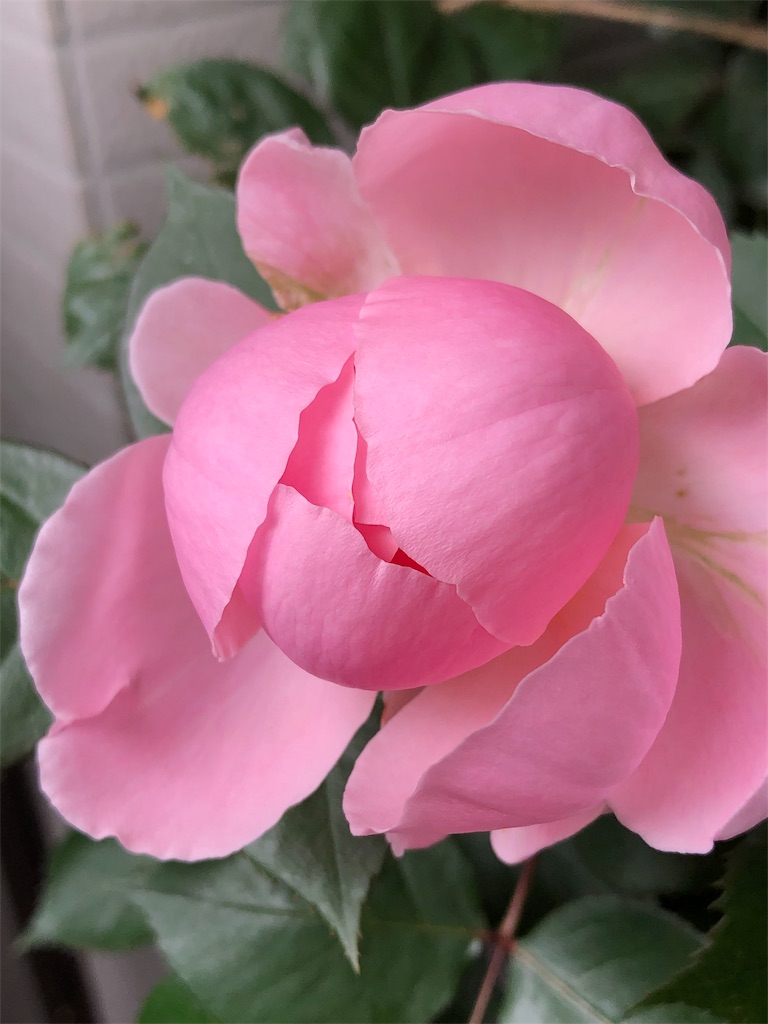 f:id:tef_rose:20190602232756j:image