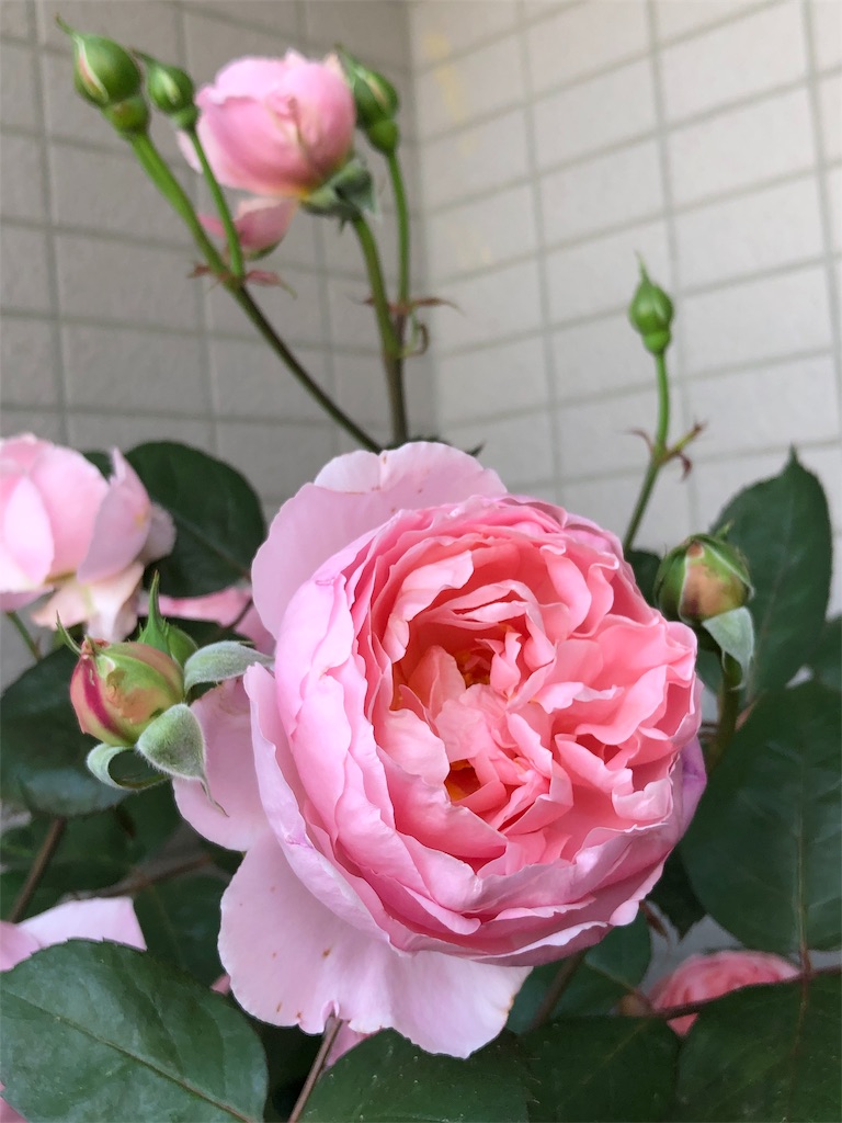 f:id:tef_rose:20190602232803j:image