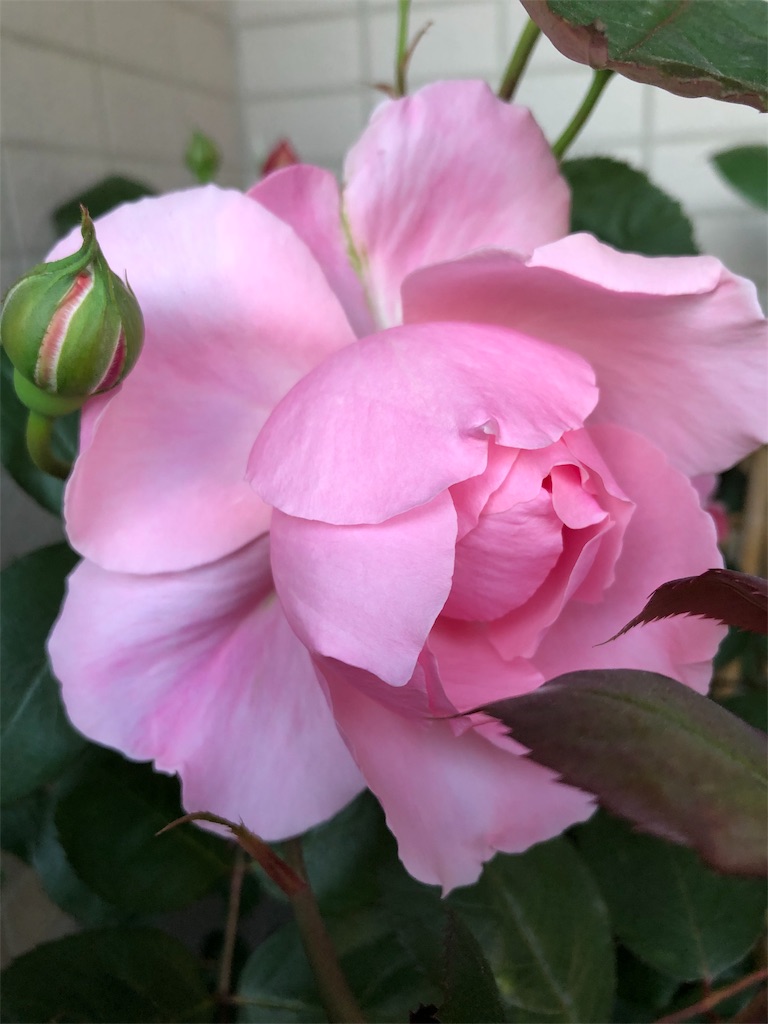 f:id:tef_rose:20190602232806j:image