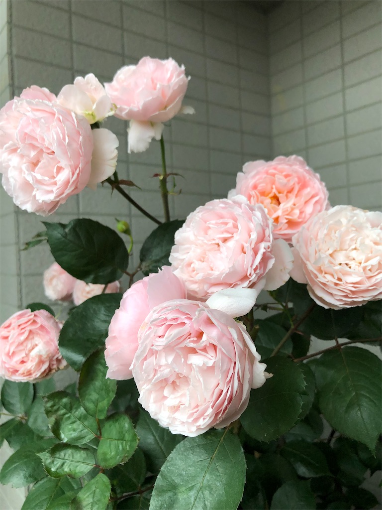 f:id:tef_rose:20190602232809j:image