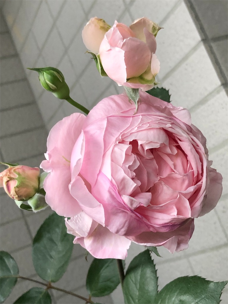 f:id:tef_rose:20190602232813j:image