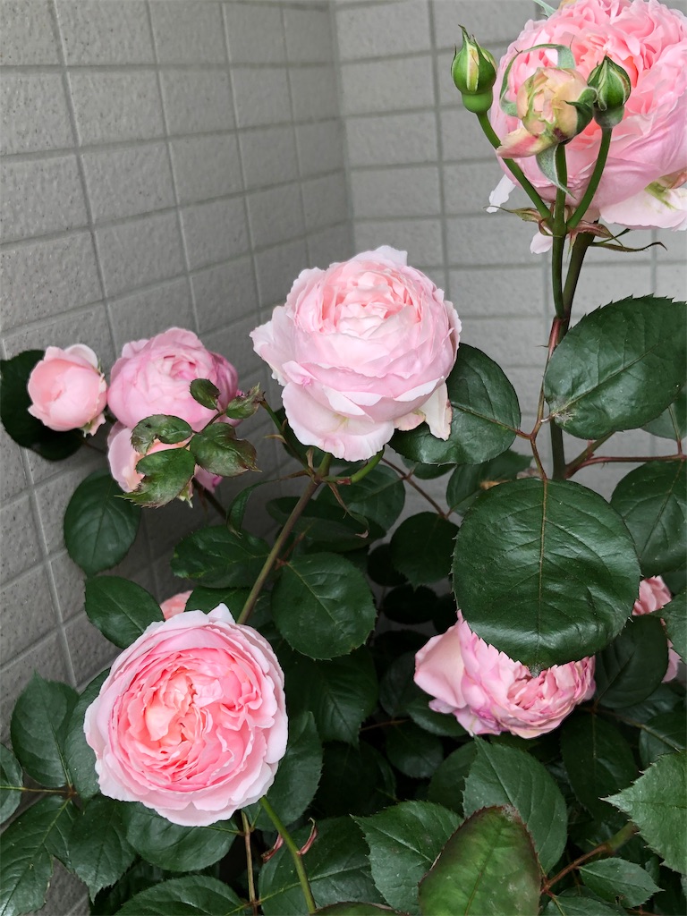 f:id:tef_rose:20190602234913j:image