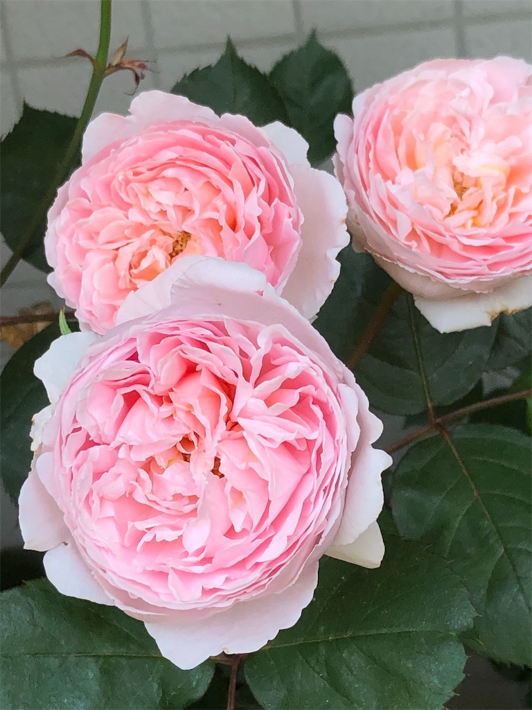 f:id:tef_rose:20190602234916j:image