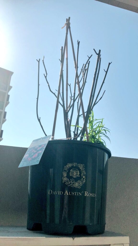 f:id:tef_rose:20190603190444j:image