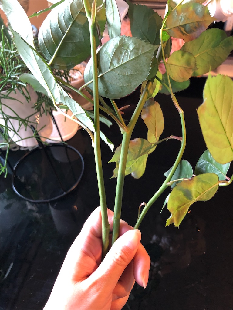 f:id:tef_rose:20190603190805j:image