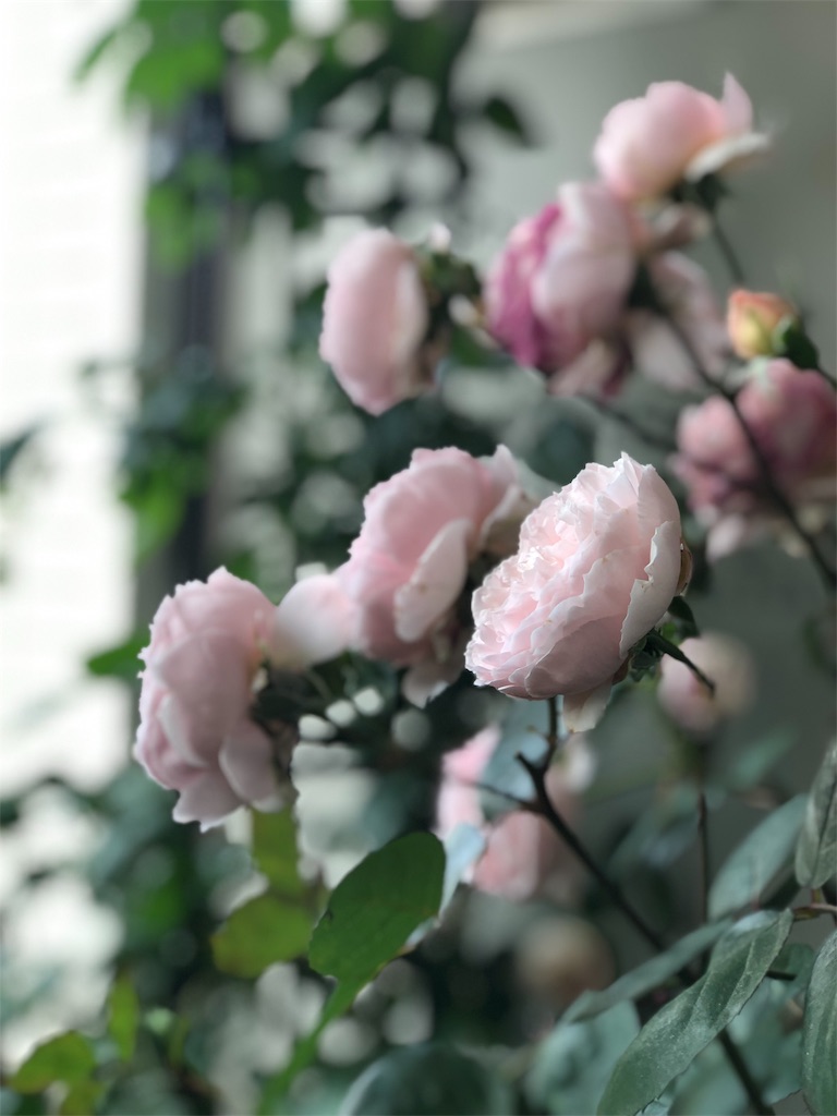 f:id:tef_rose:20190603190941j:image