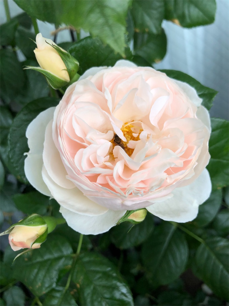 f:id:tef_rose:20190603234245j:image